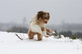 BERGER AUSTRALIEN PUPPIES 462